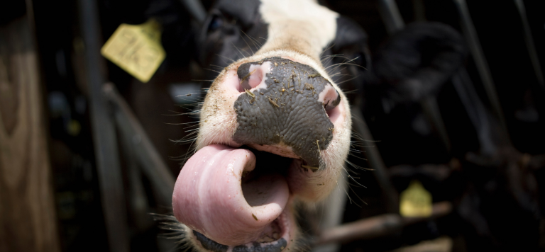 Bill Gates wants to prohibit cows from snorting in order to combat climate change.