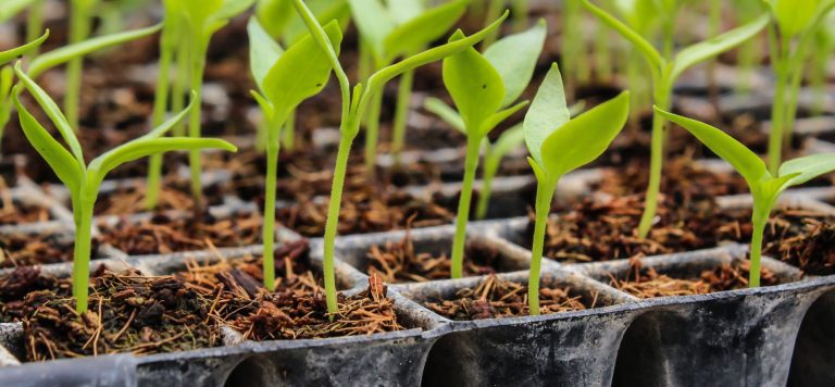 What Did Seed Investors Miss That Changed Everything