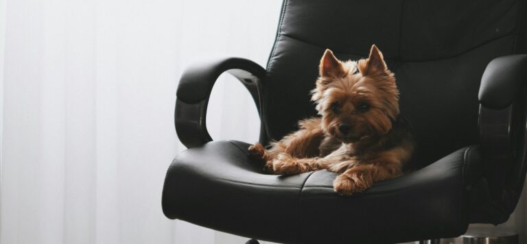 How to Build a Loyal Customer Base for Your Pet E-commerce Brand