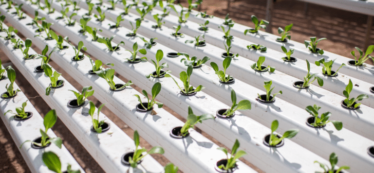 Amazing Aquaponics (How to Grow Greener)