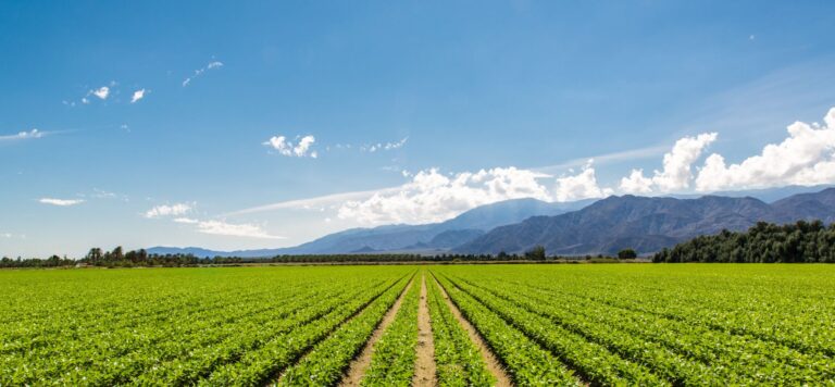How Two Senegal Farms Fuel the UK’s Winter Veggie Supply