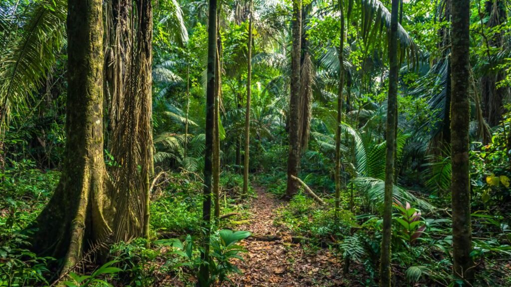 Amazon Rainforest – South America
