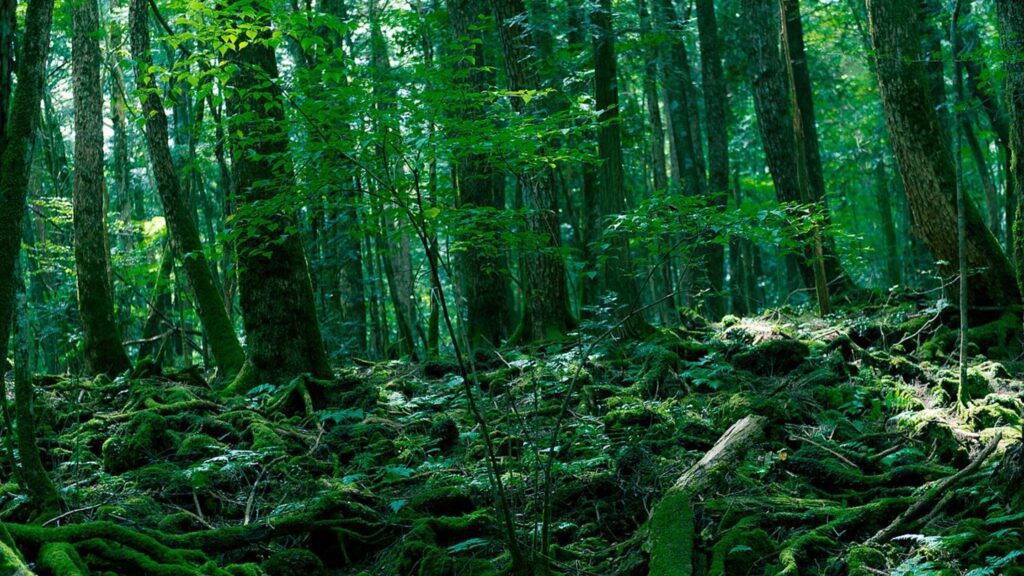 Aokigahara Forest – Japan