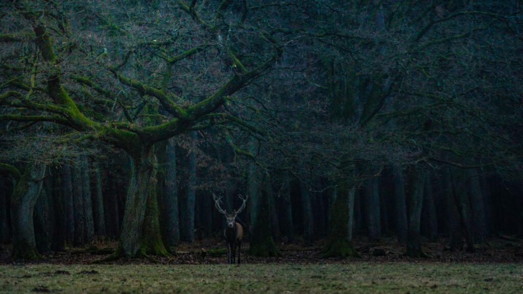 Dering Woods – England