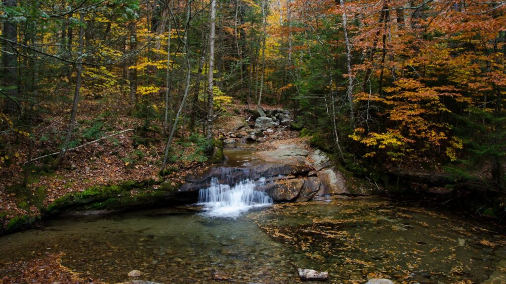 Freetown‑Fall River State Forest – USA