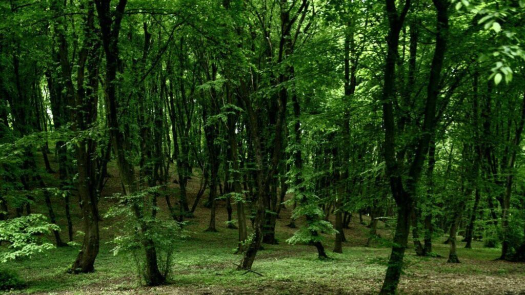 Hoia Baciu Forest – Romania