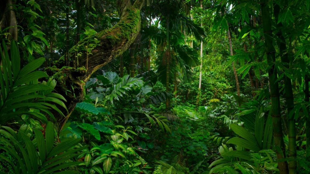 Sambisa Forest – Nigeria